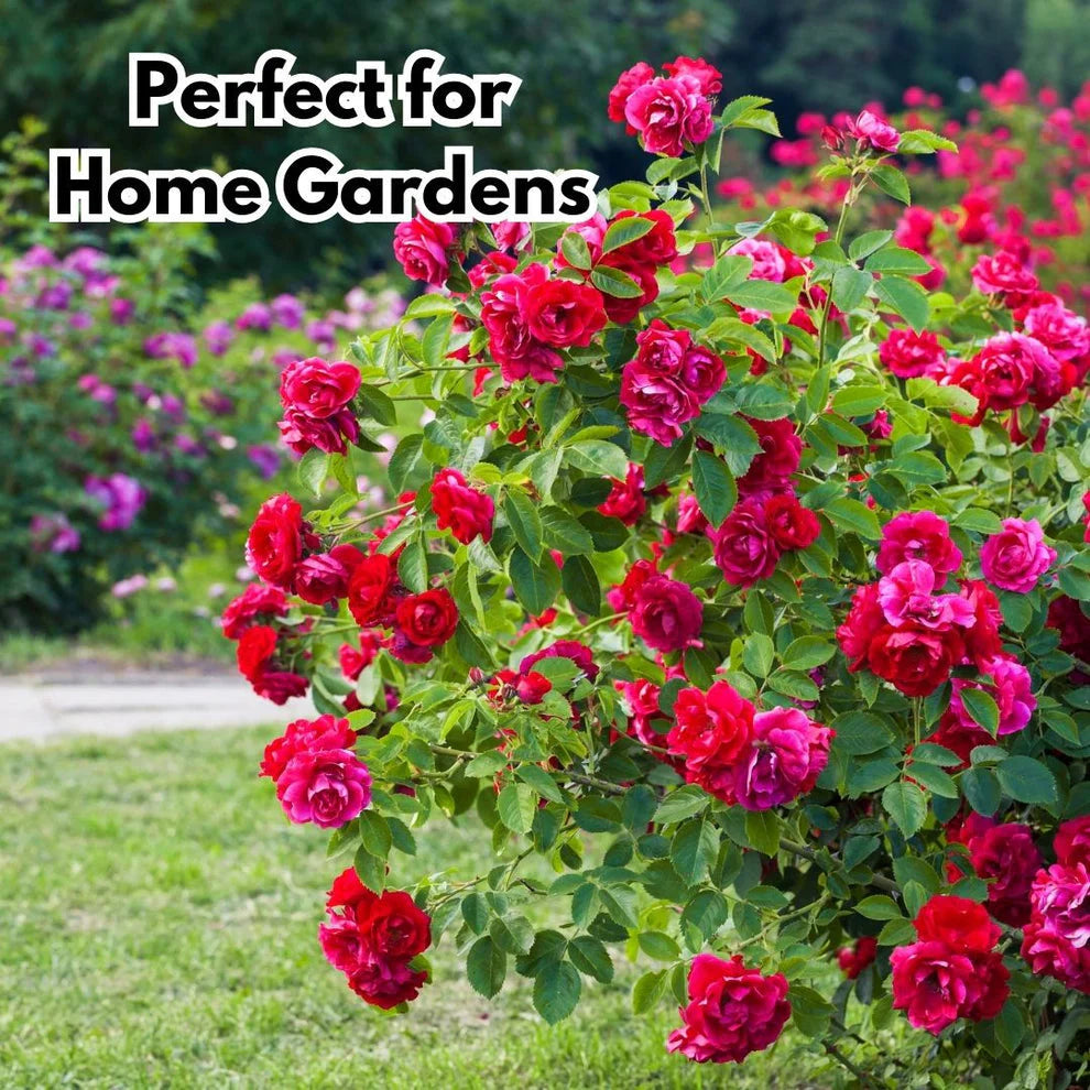 Elegant Climbing Rose Flower Seeds | š„Hybrid & Imported Qualityš„